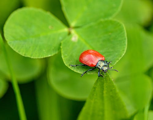 Closeup glowing red beetle with dark snout eating edge of leaf blade while sitting on red plant in meadow