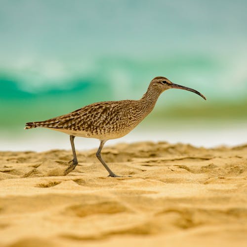 Bird with long beak having stroll on sandy beach