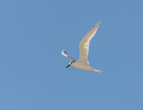 Wild seagull flying in cloudless sky