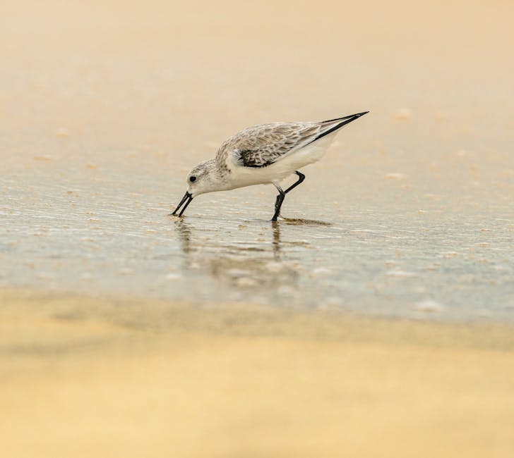 A shorebird standing in a vast, misty coastal landscape - bird frame composition guide A shorebird standing in a vast, misty coastal landscape - bird frame composition guide
