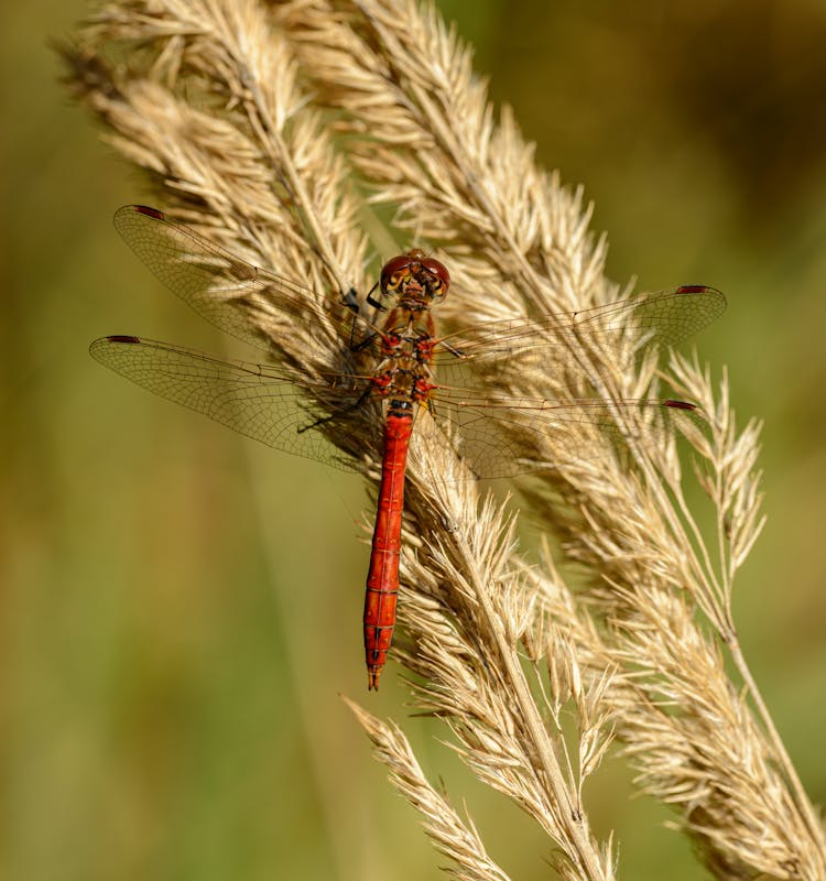 Red Dragonfly Resting On Grass Blade