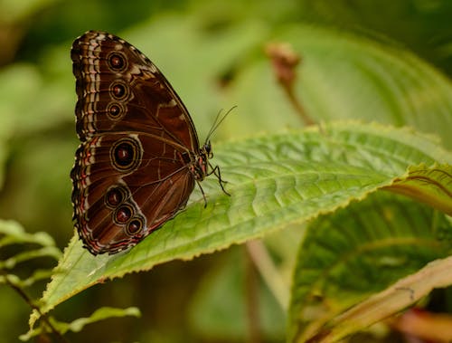 Closeup side view of giant blue morpho butterfly sitting on green leaf of tropical plant
