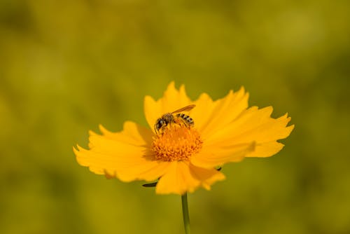 Tender yellow flower and wasp in summer garden