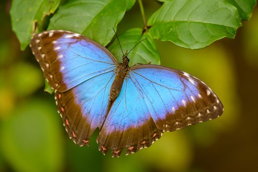 Closeup of bright giant blue morpho butterfly sitting on branch of green plant