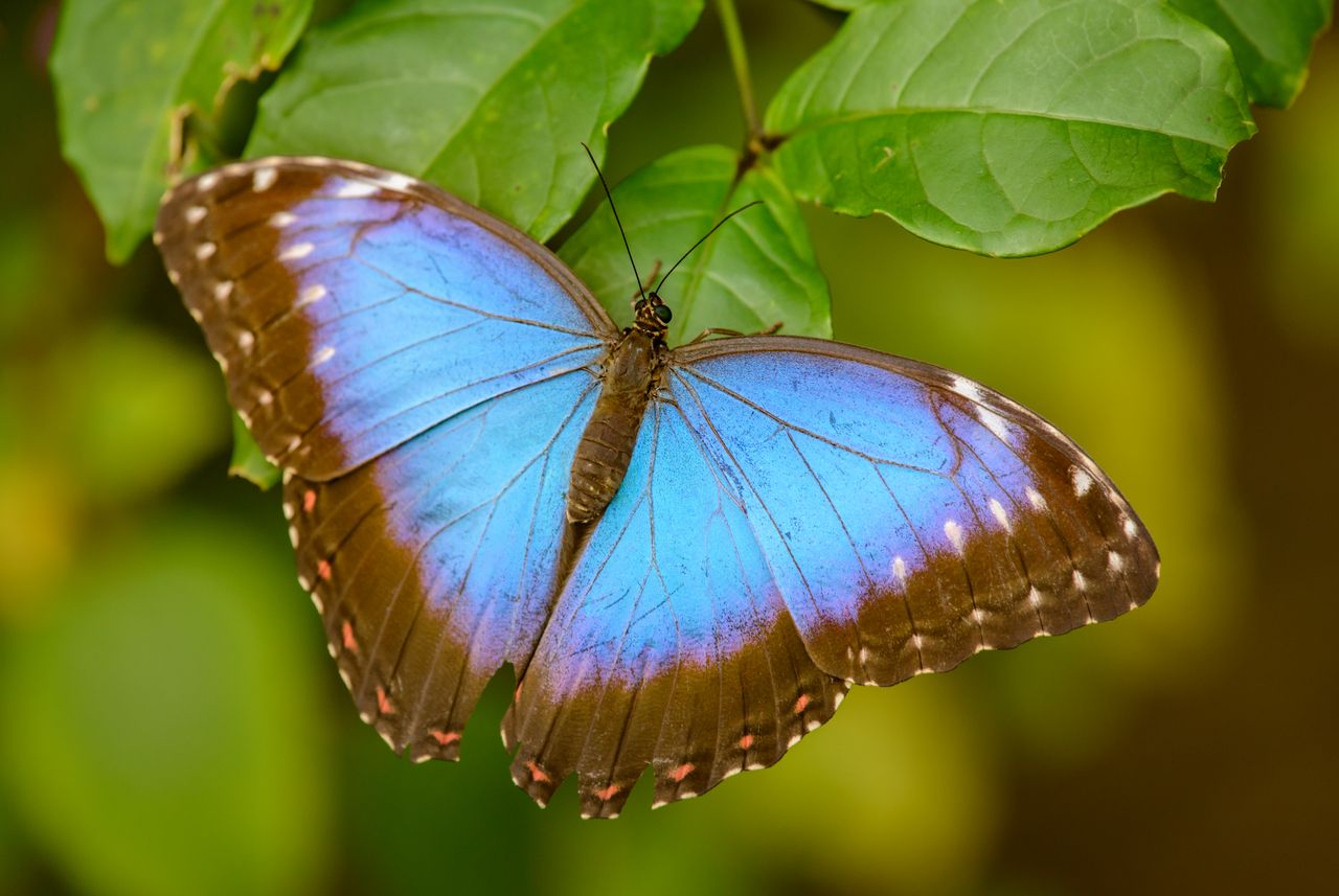 closeup of bright giant blue morpho butterfly sitting on branch of gre