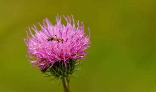 Free Bee on Flower Stock Photo