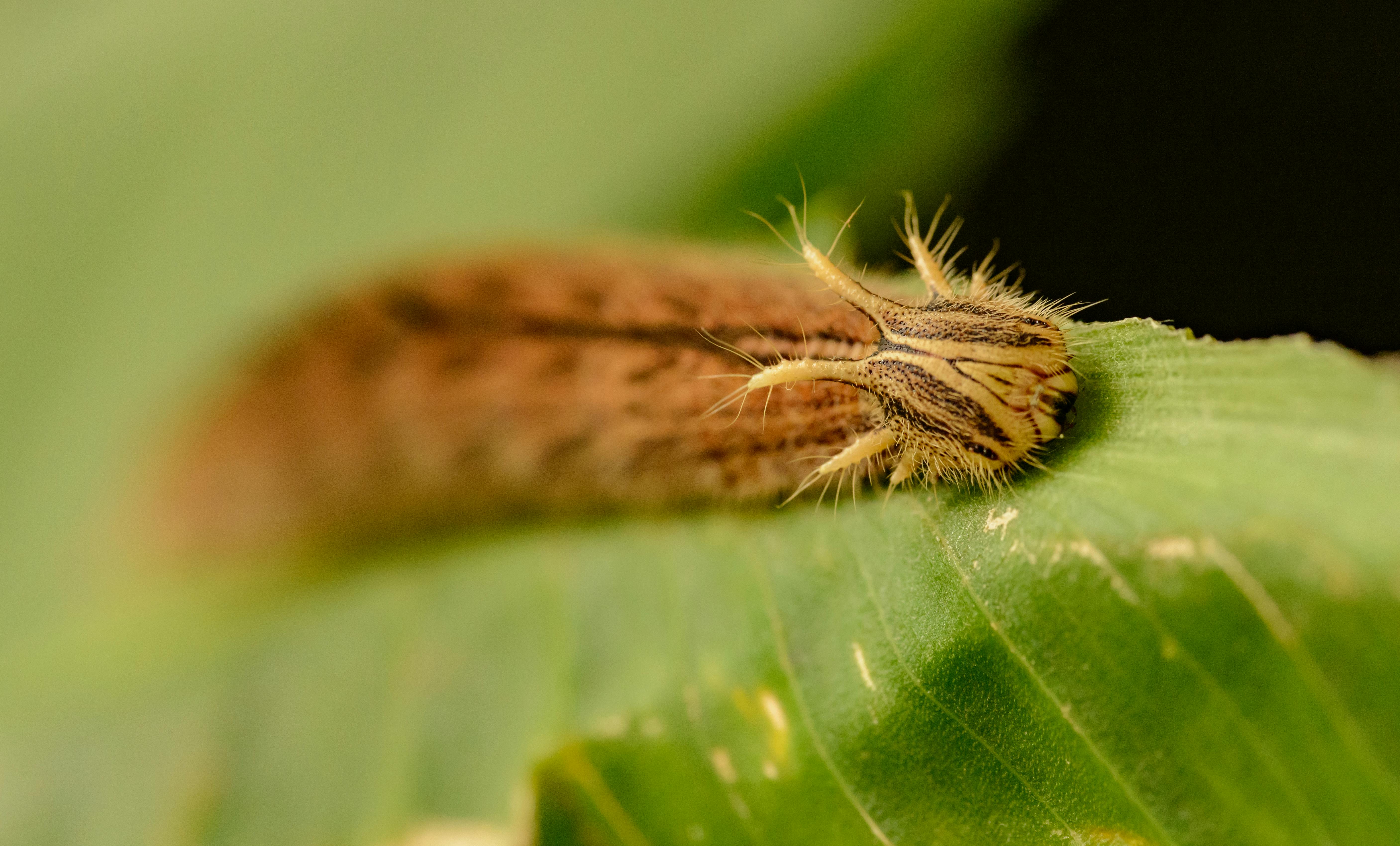 Closeup selective focus of rock grayling caterpillar crawling on green grass in woodland