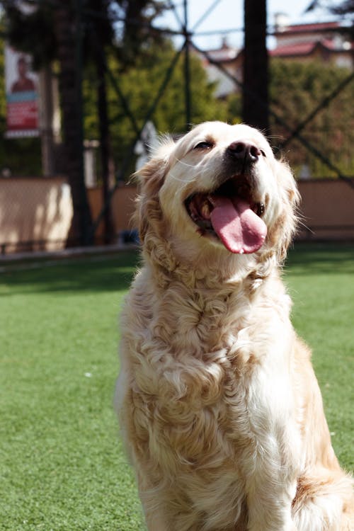 Funny golden retriever sitting on grassy ground in park during sunny summer day