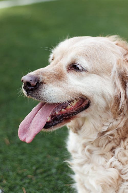 Free High angle side view of fluffy golden retriever looking away while sitting on lawn Stock Photo