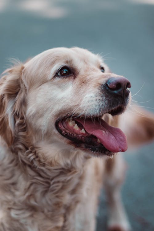 Closeup of muzzle of fluffy golden retriever with tongue out looking away on blurred background