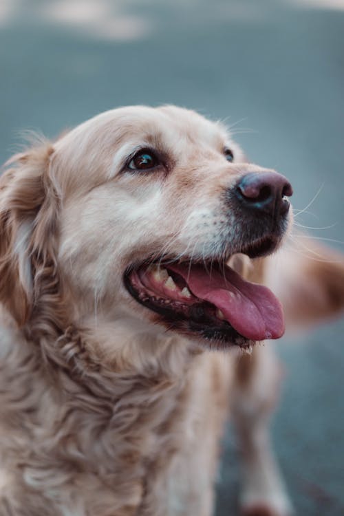 Δωρεάν στοκ φωτογραφιών με golden retriever, άνοιξε το στόμα, αστείος