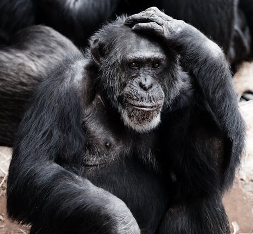 Ücretsiz düşünmek, hayvan, maymun içeren Ücretsiz stok fotoğraf Stok Fotoğraflar