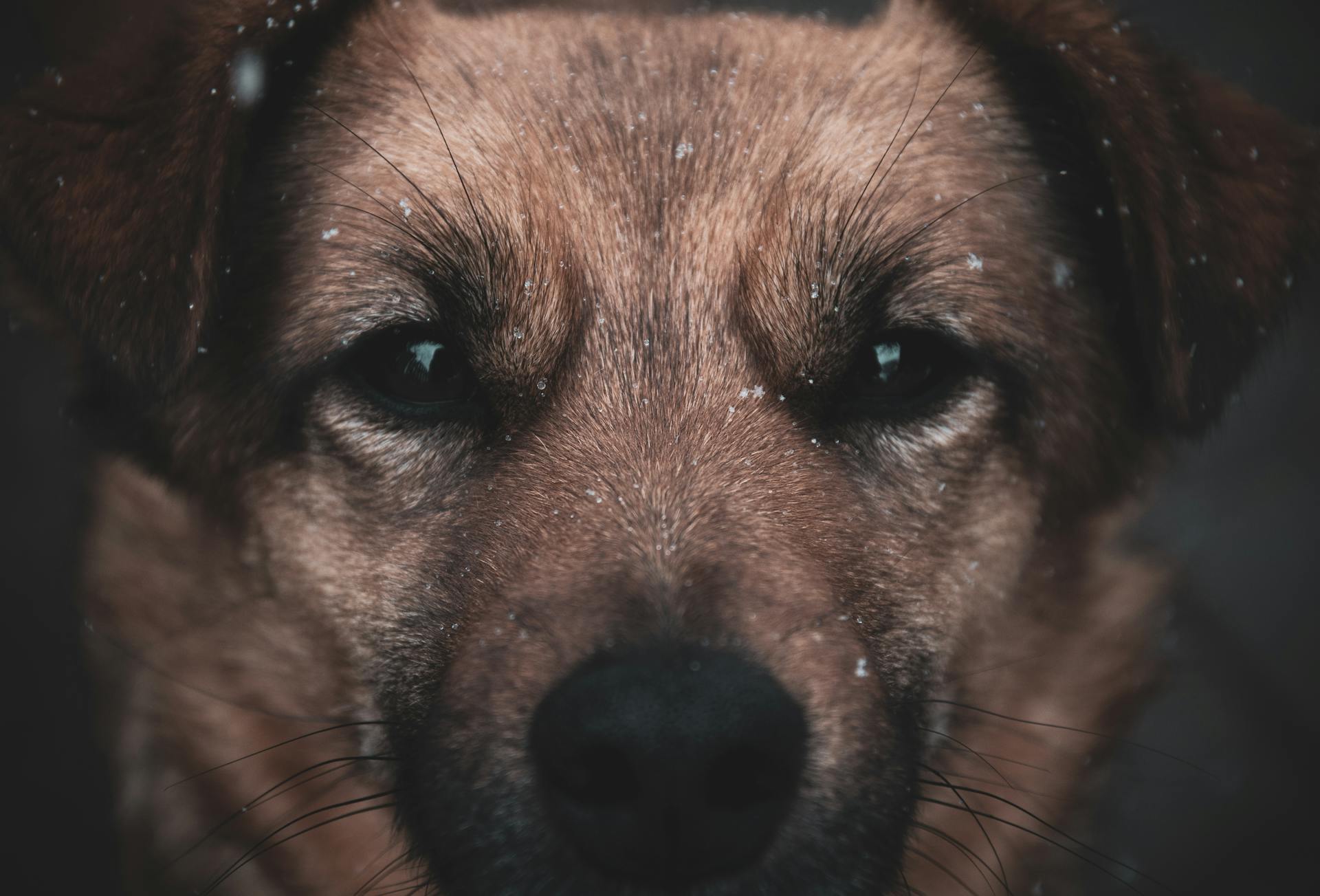 Closeup of adorable little brown dog with black eyes and snowflakes falling around