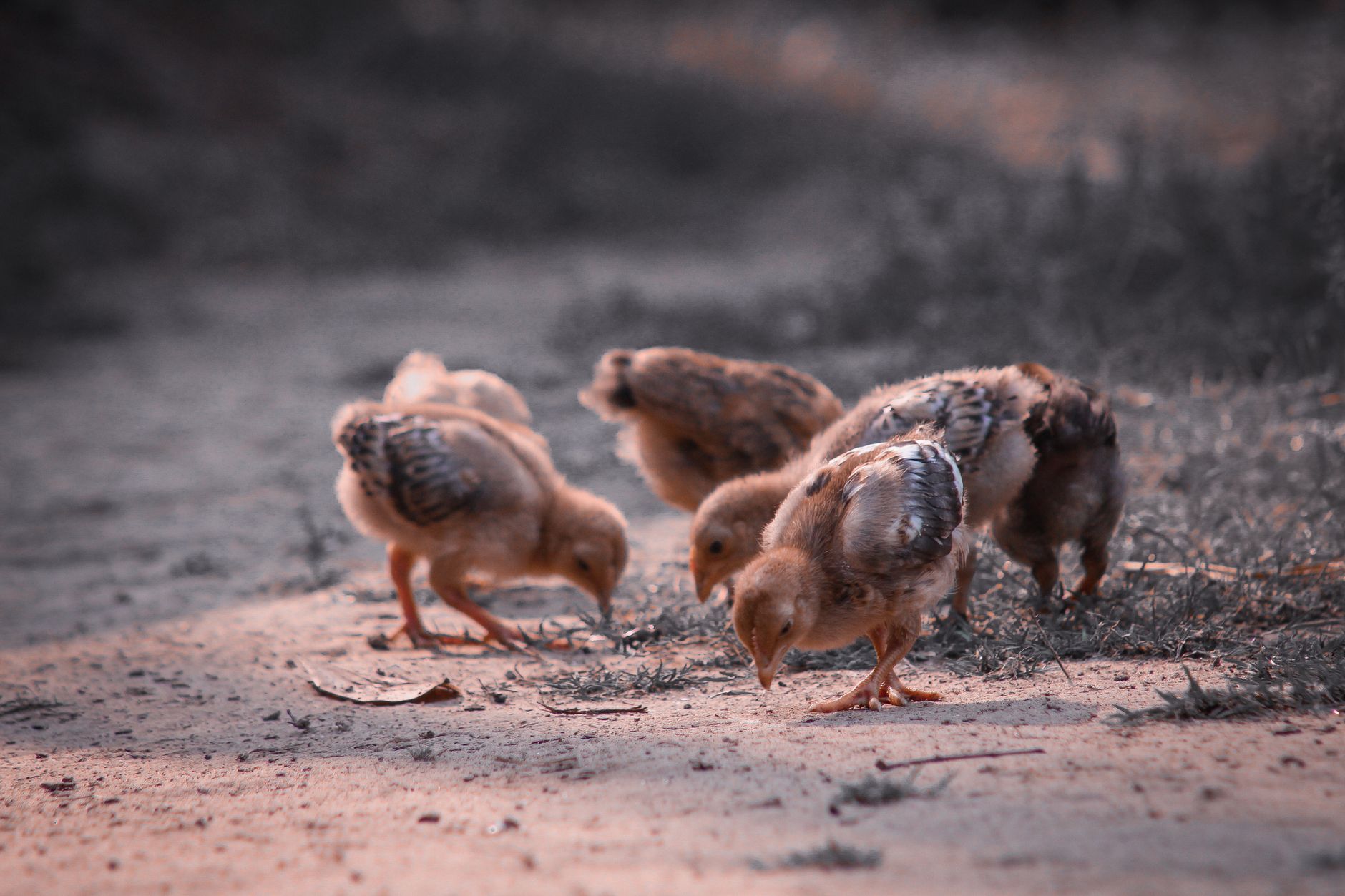 Flock of fluffy chicks with tiny wings looking for food on sandy surface covered with dry grass in countryside on sunny day