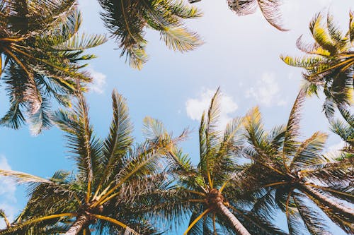 Kostenloses Stock Foto zu aufnahme von unten, blauer himmel, kokosnussbäume