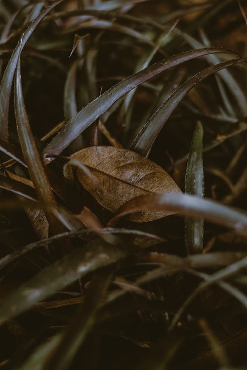 Dry fallen leaf in dark grass
