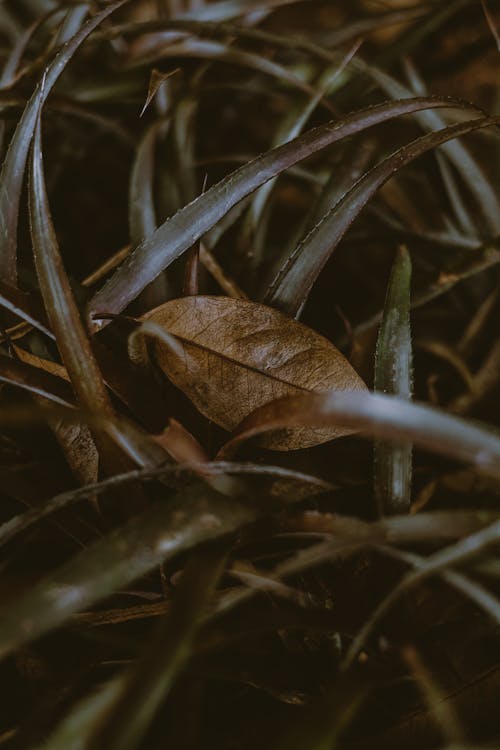 Základová fotografie zdarma na téma bezútěšný, botanický, denní