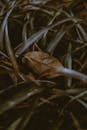 Dry fallen leaf in dark grass