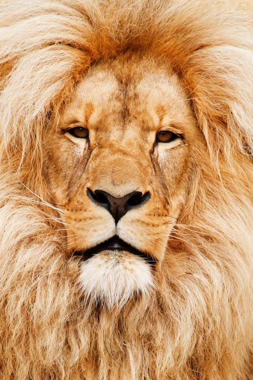 Close-up Photo of Brown Lion