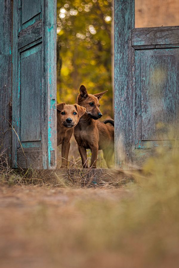 Dois cachorrinhos marrons espiam por uma porta de madeira rústica, em um fundo natural.
