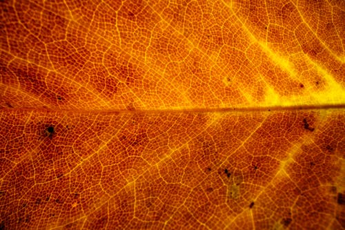 Background of majestic texture of fallen leaf with tender veins in bright yellow color