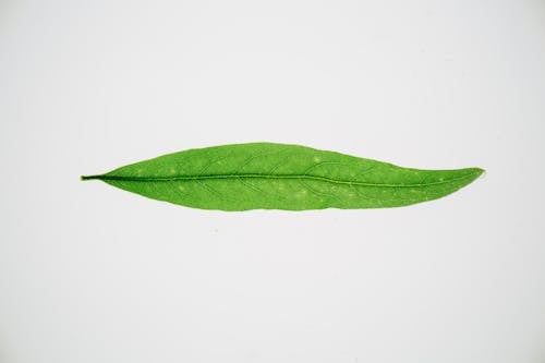 Long green leaf on white background