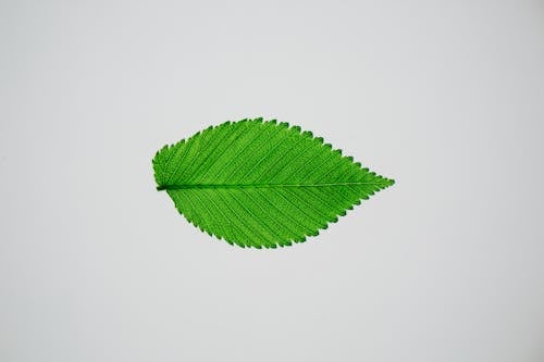 Single fresh green leaf of elm tree with spiky edges on white background