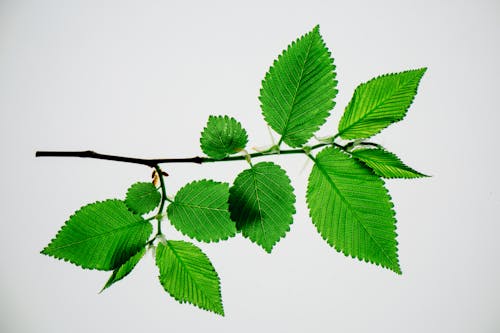 Free Single branch of elm tree with lush summer green foliage on white background Stock Photo