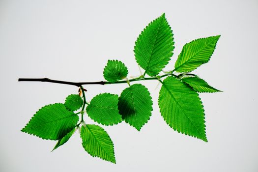 Single branch of elm tree with lush summer green foliage on white background