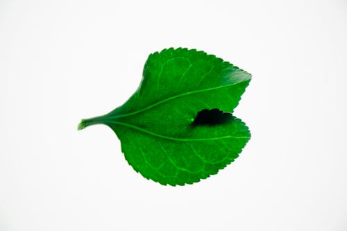 Simple green leaf in closeup