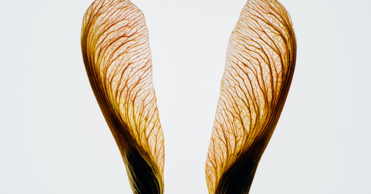 What does seed dispersal mean in biology