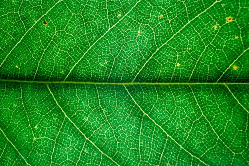 Macro texture of bright green leaf