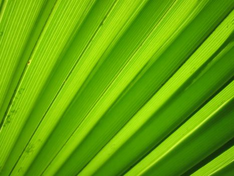 Detailed close-up of a vibrant green tropical palm leaf showing natural patterns and textures.