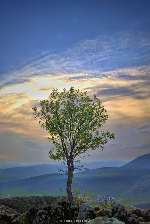 Fotos de stock gratuitas de árbol, cielo, foto móvil