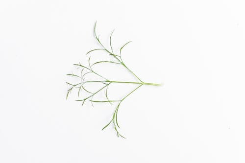 Бесплатное стоковое фото с белый фон, Биология, ботаника
