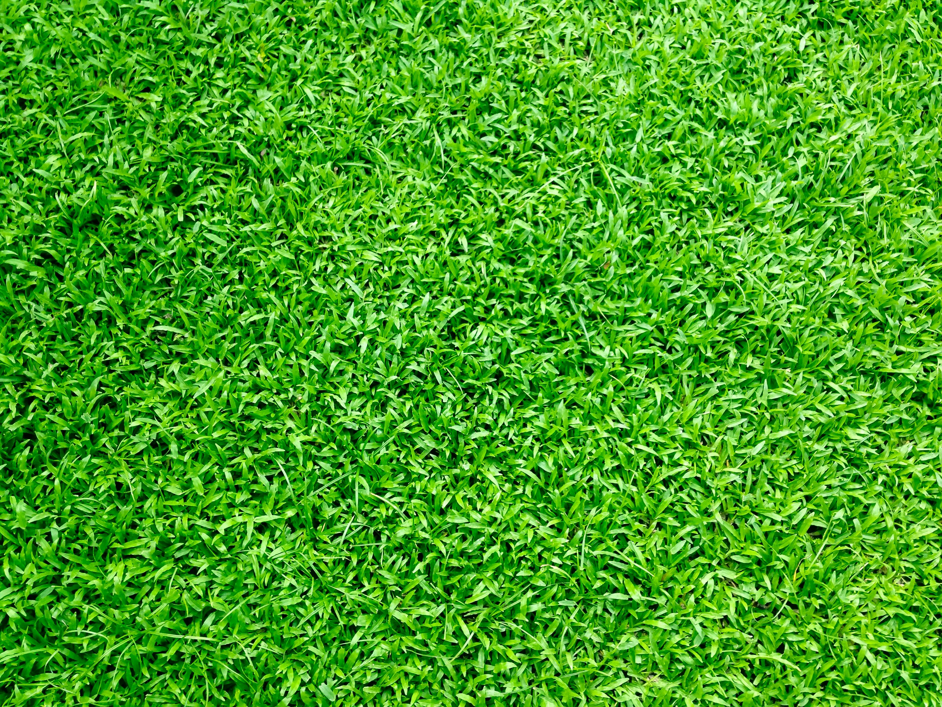 grass wallpaper