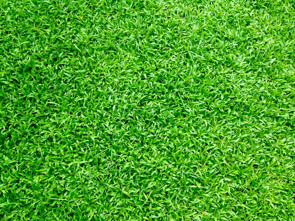 L'herbe Verte · Photo gratuite