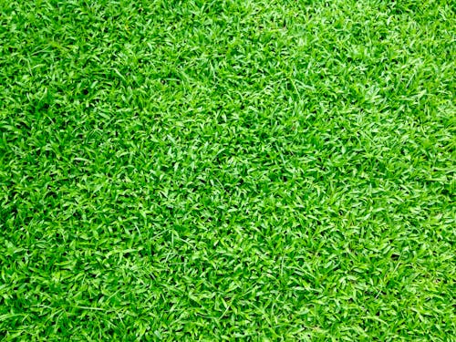 Free Green Grass Stock Photo