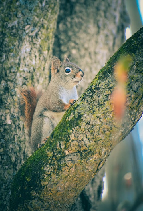 Gray furred squirrel sitting on mossy branch of forest tree looking around curiously
