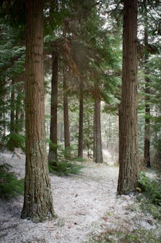 Discover the calm beauty of a snowy forest in Vila Real, Portugal, showcasing evergreen trees and serene landscapes.