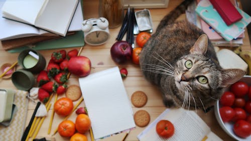 Бесплатное стоковое фото с домашняя кошка, книги, полосатый кот