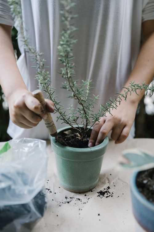 Free Faceless female in white tee shirt raking soil in flowerpot with growing green plant while standing at table Stock Photo