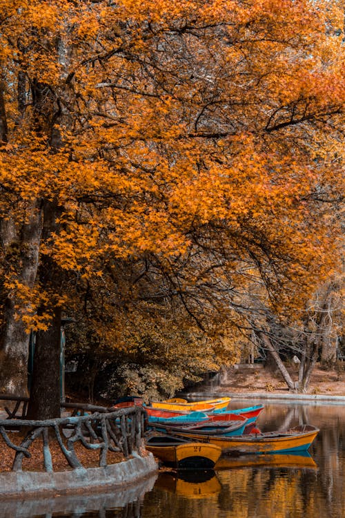 Foto profissional grátis de árvores de outono, barcos, lado