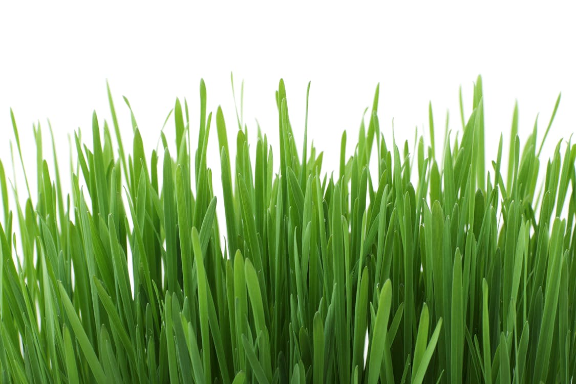 Free Green Grass Stock Photo
