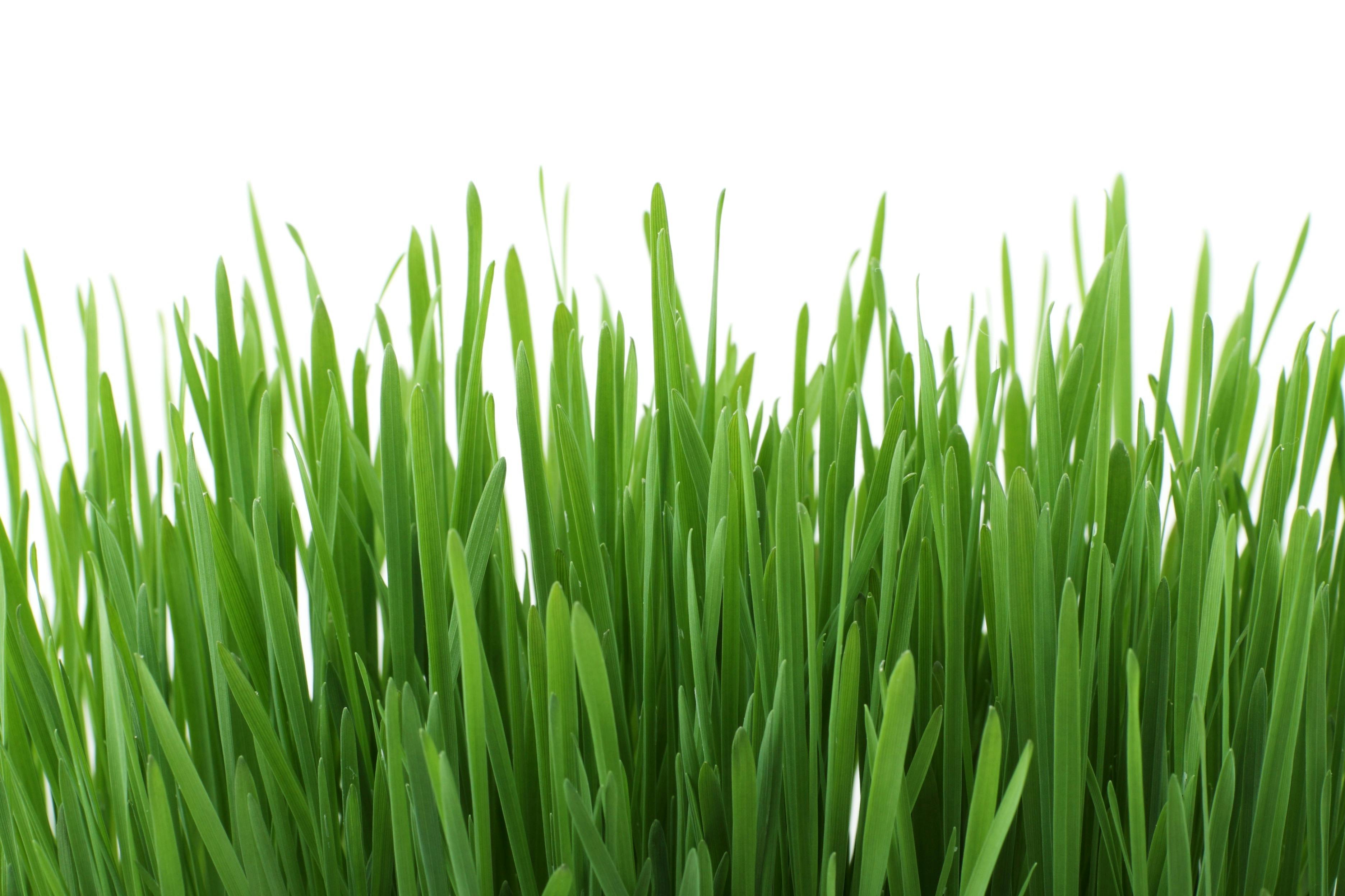 Green Grass · Free Stock Photo