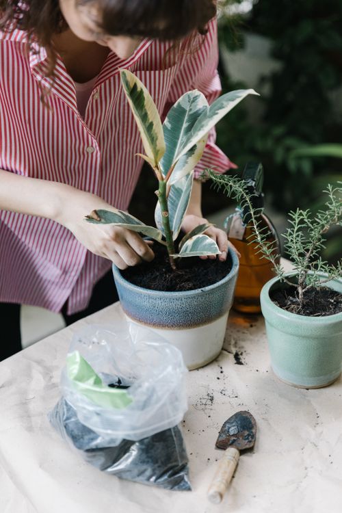 Free Crop anonymous female replanting flowers in pots near scoop and bag of soil on table at daytime Stock Photo