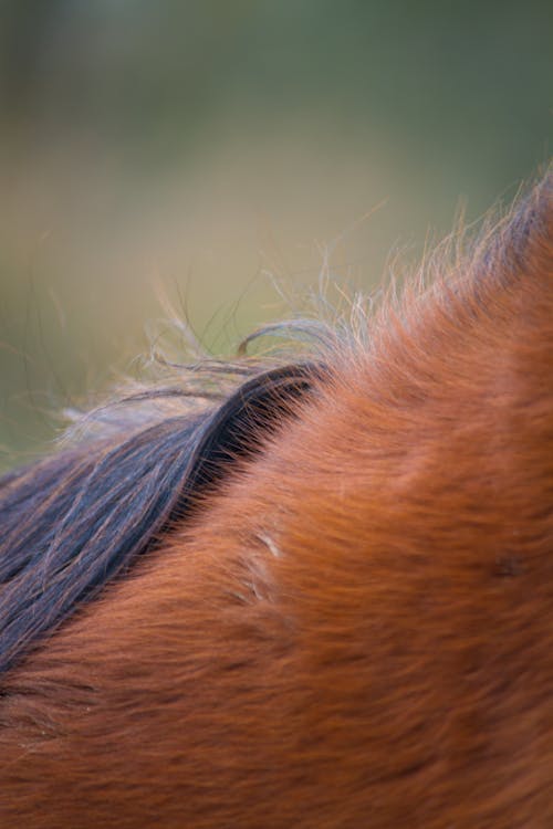 Close-up of Fur 