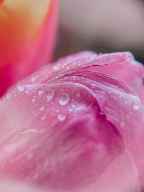 Free Gentle pink petal in dew Stock Photo