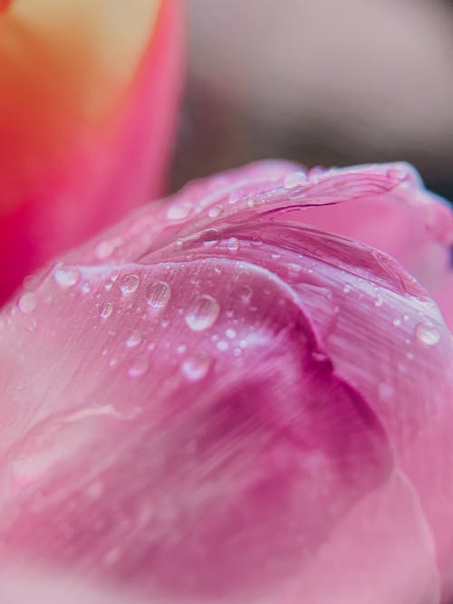 Gentle pink petal in dew