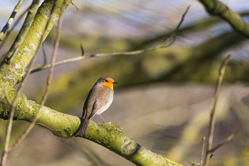 Free stock photo of einzelner vogel, rotkehlchen